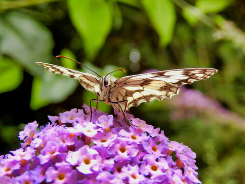 Marbled White Butterfly (Melanargia galathea) on a Buddleia (Butterfly Bush)
