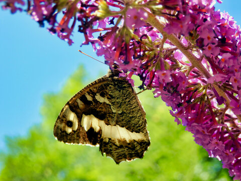 Great Banded Grayling (Brintesia circe) feeding on a Buddleia (Butterfly Bush)
