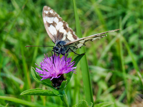 Marbled White Butterfly (Melanargia galathea) on a thistle. The proboscis can be seen going into the flower
