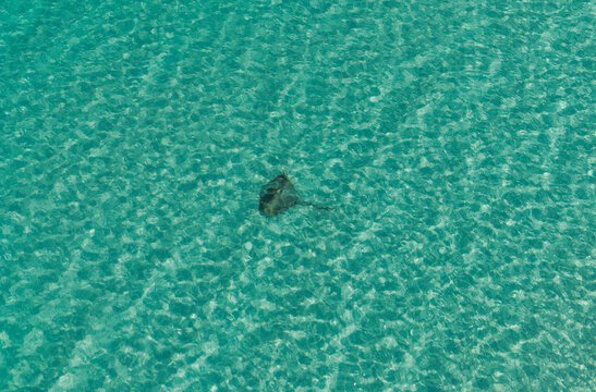 Aerial view of a stingray swimming in the clear turquoise waters of Wathumba Creek, K'gari, Queensland, Australia.