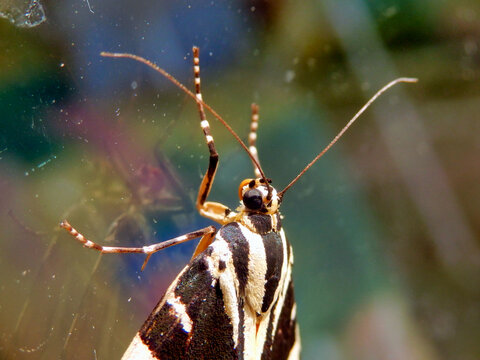 Jersey Tiger Butterfly (Euplagia quadripunctaria) on a pane of glass