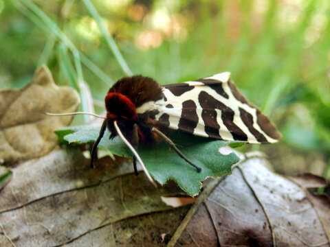 Garden Tiger Moth