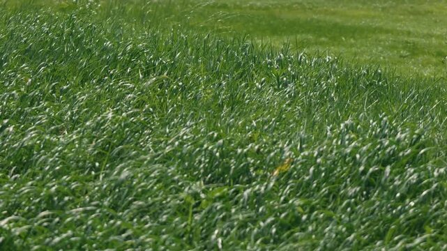 A long stretch of grassland swaying in the wind, with a grassy field in the background

