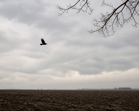 Black crow flying over empty plowed field under overcast sky, omen and augury concept
