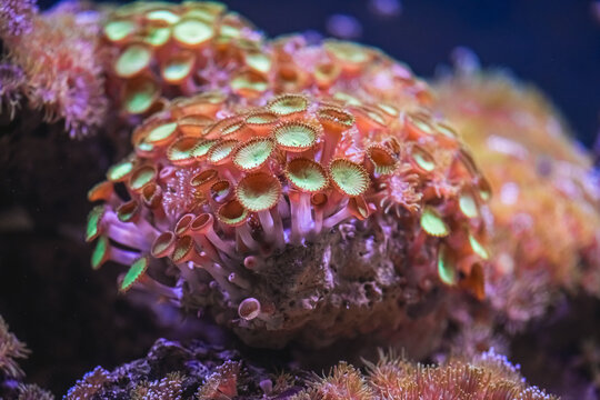 Zoanthid polyps unfurl vivid green and orange tentacles across a healthy reef, showcasing intricate texture and color in a close up underwater marine environment