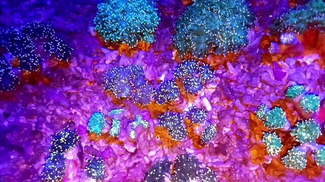 Close up view of glowing fluorescent coral polyps inside a marine saltwater aquarium setup reef tank actinic lighting glow coral reef