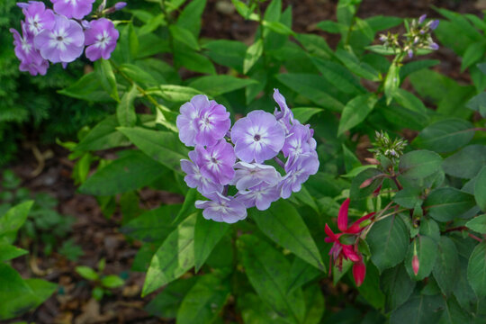 Purple phlox flowers in a flowerbed, natural garden style, violet and green colors, blooming summer flora used for botanical backdrop