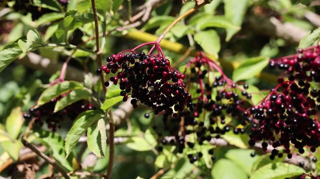 Ripening black elderberries growing on shrub