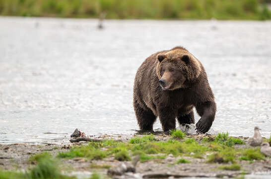 Alaskan brown bear standing in Brooks River