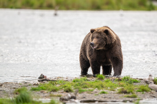 Alaskan brown bear standing in Brooks River