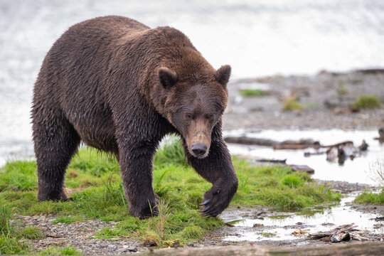 Alaskan brown bear standing in the shallows of Brooks River on a rainy day