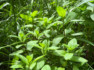 Mentha piperita Peppermint green herbal plant © OLENA LIALINA