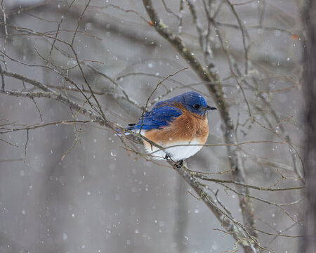 Bluebird in snow