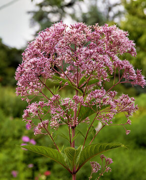 Blooming Pink Joe Pye Weed in Garden