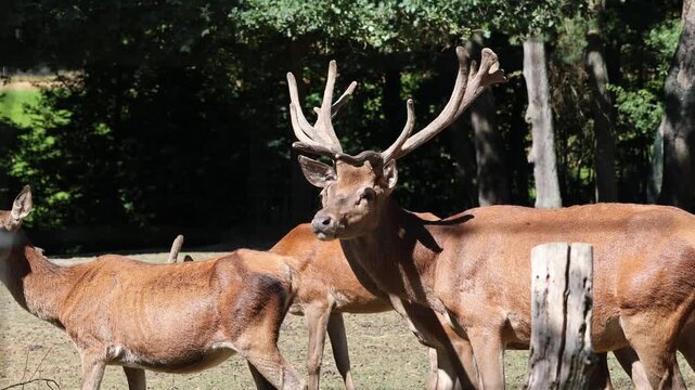 Majestic red deer stag with velvet antlers walking with herd