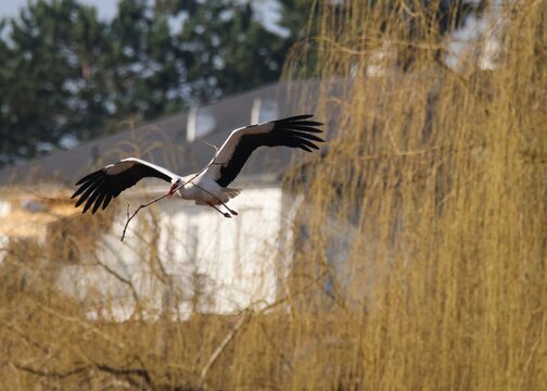 Cigogne blanche en vol avec une branche dans le bec