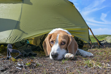 Close-Up of Drever Hound Looking Out from Green Tent © HansMorten
