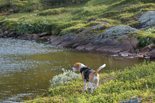 Drever Hound in Harness Standing by Water in Golden Light
