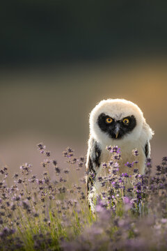 A fluffy juvenile spectacled owl Pulsatrix perspicillata perched among purple blooming lavender flowers with a soft blurred background.