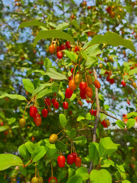 Ripe goumi berries hanging on branches with green leaves, elaeagnus multiflora