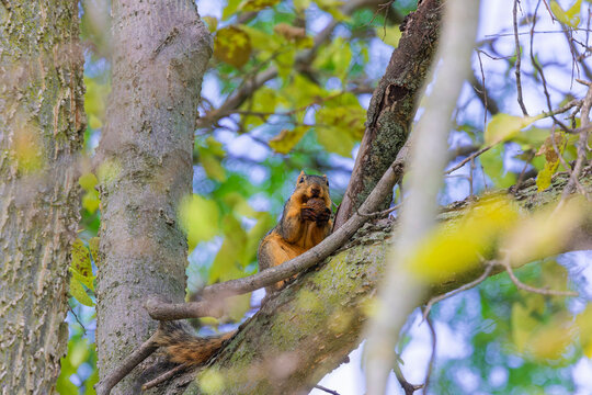 Fox squirrel (Sciurus niger) resting with black walnut (Juglans nigra). 