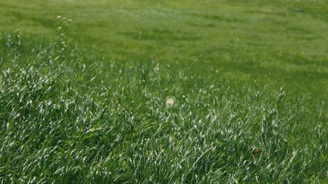 A long stretch of grassland swaying in the wind, with a grassy field in the background

