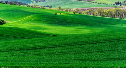 Fototapete Grün Rolling green agricultural fields in South Moravia, Czech Republic, known as the Moravian Tuscany, with gently undulating hills, crop patterns, tree lines and a picturesque rural landscape.  © akturer