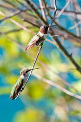 Naklejka premium Mature and Juvenile Ruby-throated Hummingbirds Perched Together on Small Branch