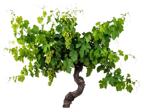 Mature Grapevine With Green Wine Grapes Transparent PNG