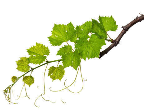 Fresh Green Grapevine Branch With Tendrils Transparent PNG