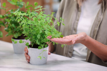 Fototapeta premium Woman with aromatic potted herbs at light countertop indoors, closeup