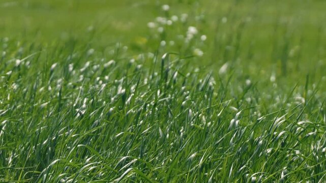 A long stretch of grassland swaying in the wind, with a grassy field in the background
