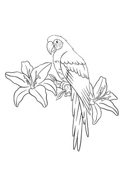 Hand drawn macaw parrot perched on branch with lily flowers line art vector