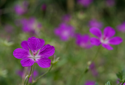 Blue wildflowers in the meadow swaying in the wind. (Geranium palustre).