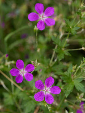 Blue wildflowers in the meadow swaying in the wind. (Geranium palustre).