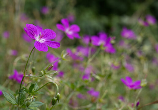 Blue wildflowers in the meadow swaying in the wind. (Geranium palustre).