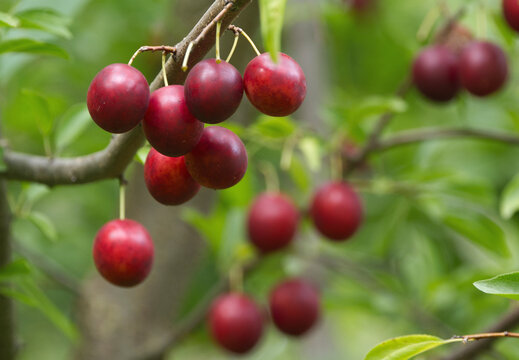 Ripe red plums on tree branches with green leaves in the garden.