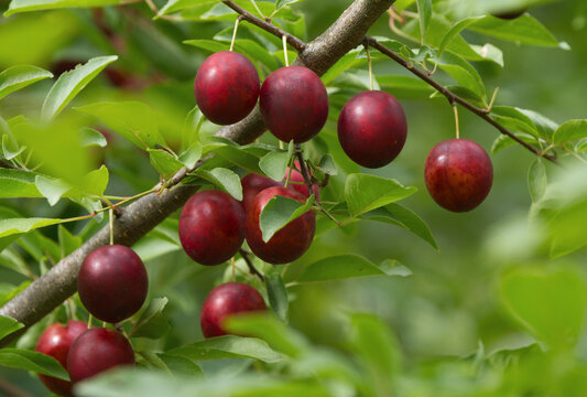 Ripe red plums on tree branches with green leaves in the garden.