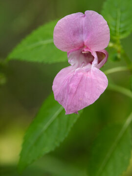 Wild flowers in the summer forest.