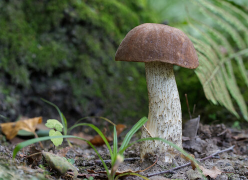 Edible mushroom growing in the autumn forest (Leccinum scabrum).