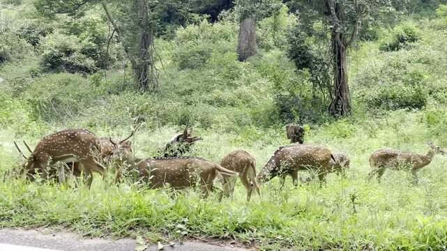 Full HD footage of spotted deer grazing and walking through lush green forest grassland, showing chital deer with white spotted coat, natural wildlife behavior and peaceful safari habitat scene.