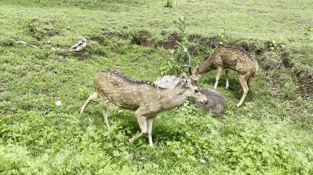Full HD footage of spotted deer grazing and walking through lush green forest grassland, showing chital deer with white spotted coat, natural wildlife behavior and peaceful safari habitat scene.