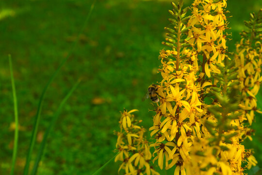 Blooming yellow rocket ligularia spikes with a sitting bumblebee, natural garden style, vibrant golden and green colors, tall summer flora against a blurry grass background