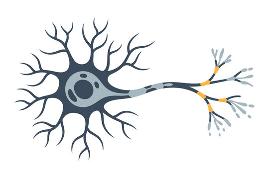 Neuron Cell Vector Illustration