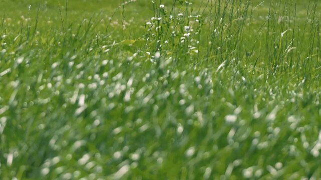 A long stretch of grassland swaying in the wind, with a grassy field in the background
