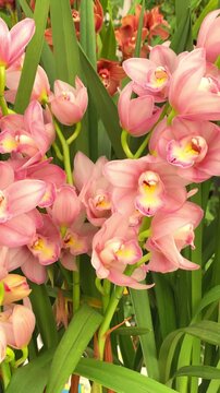 Orchids bloom in a greenhouse with lots of green leaves and colorful flowers