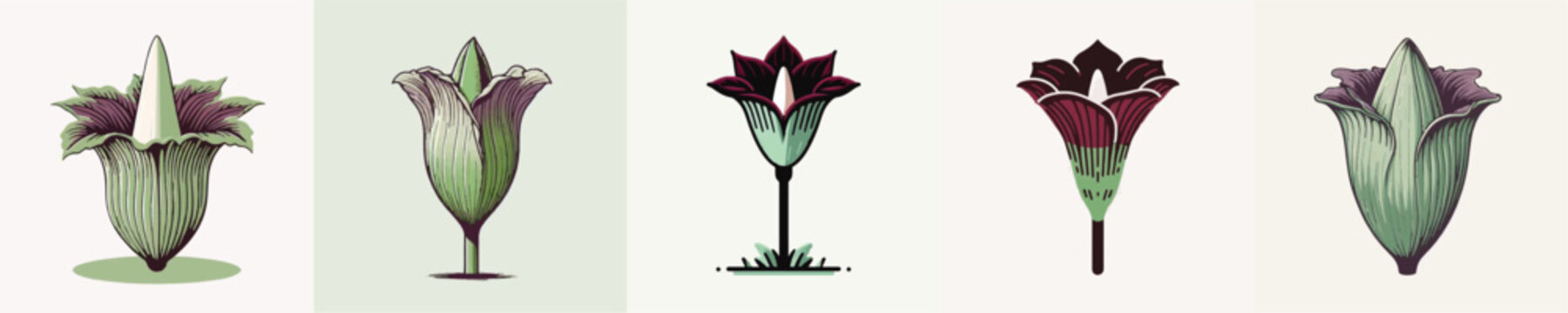 Corpse Flower Vector Illustration