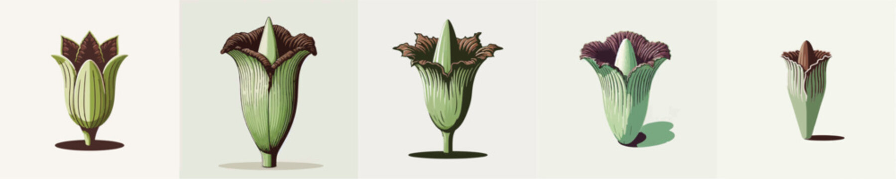 Corpse Flower Vector Illustration