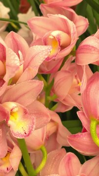 Flowers bloom in a garden showcasing pink orchids under natural light