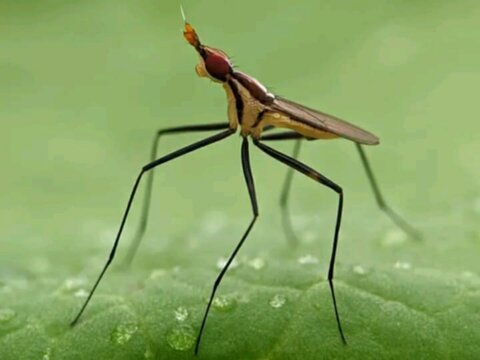 Long-legged fly on leaf. Macro insect photo with detailed texture. Nature and wildlife concept."